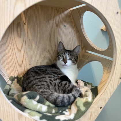 HAMISH-AT PETSMART MADISON EAST - Domestic Shorthair available for adoption