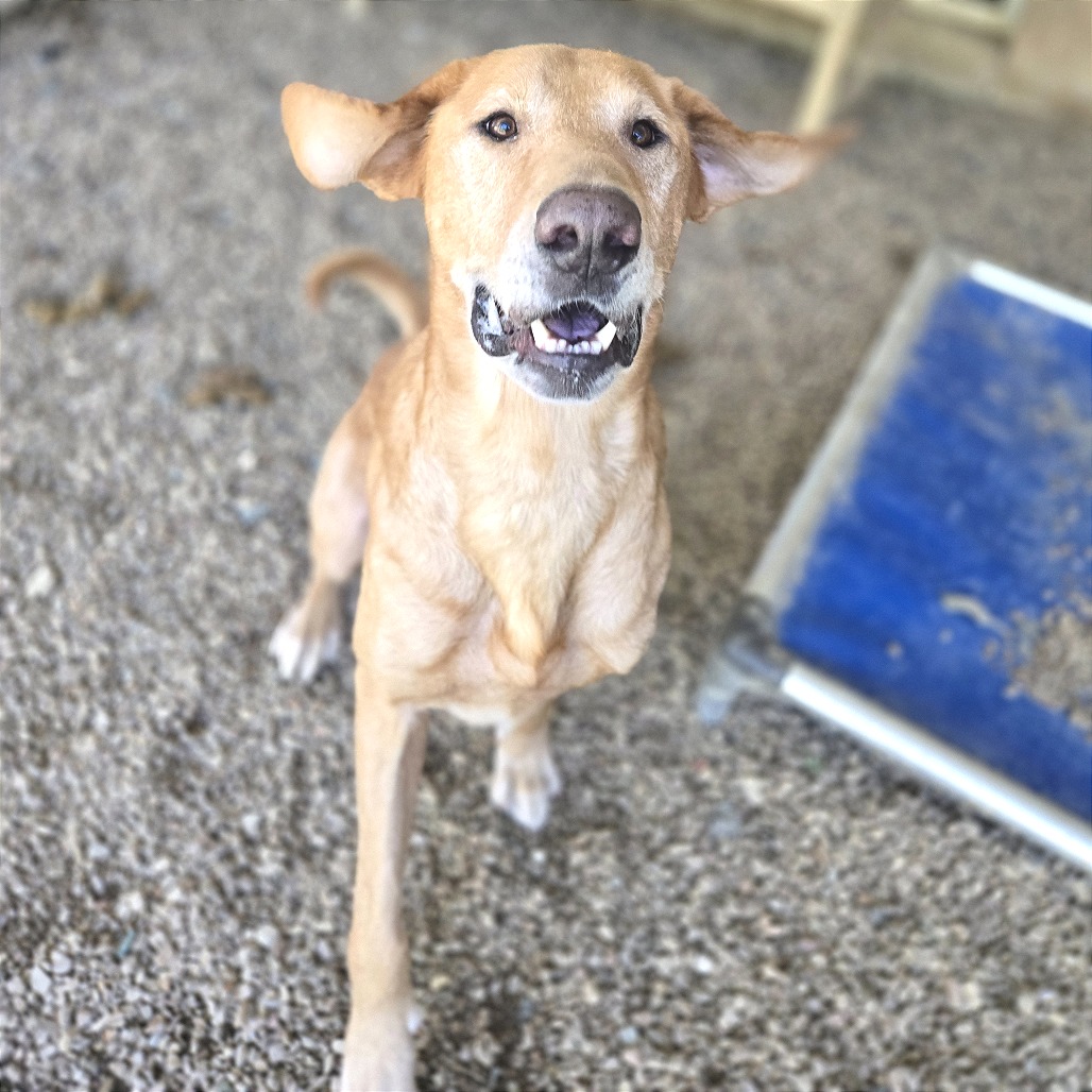 Belly Boops — thumbnail 9