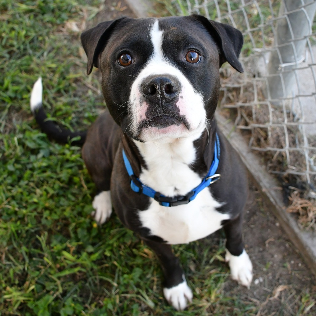 DIESEL - Terrier, American Pit Bull / Ridgeback, Rhodesian available for adoption