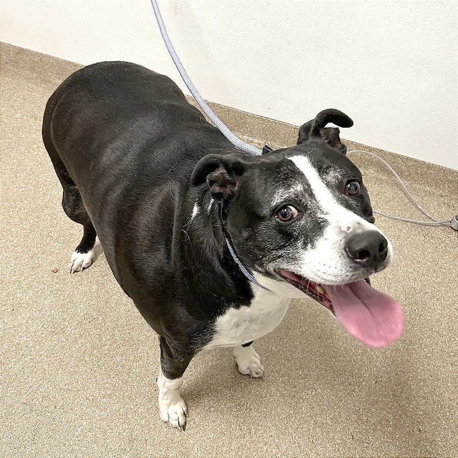 STERLING - Mixed Breed (Medium) / Mix available for adoption
