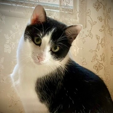 SAJA - Domestic Shorthair available for adoption