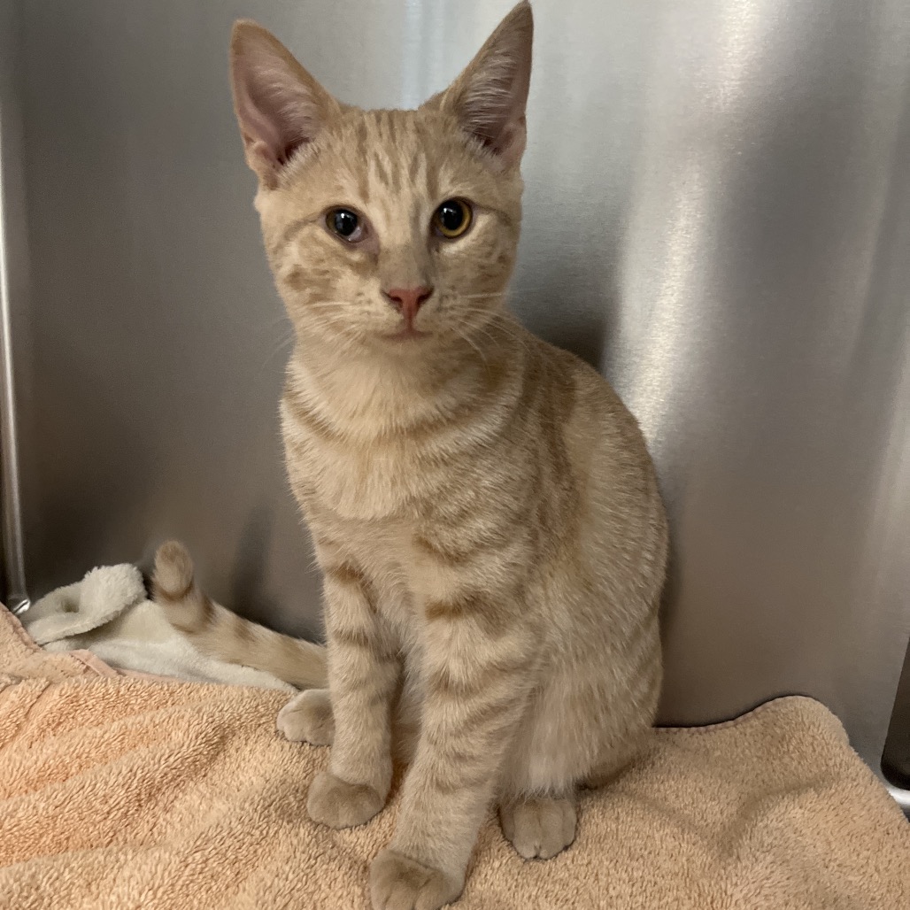 ARCHIE - Domestic Shorthair available for adoption