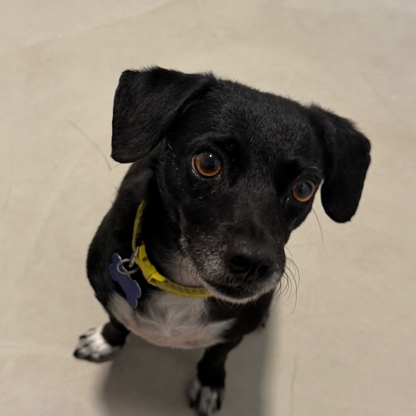 Star (bonded with Twinkle) - Costa Mesa Location, photo 19