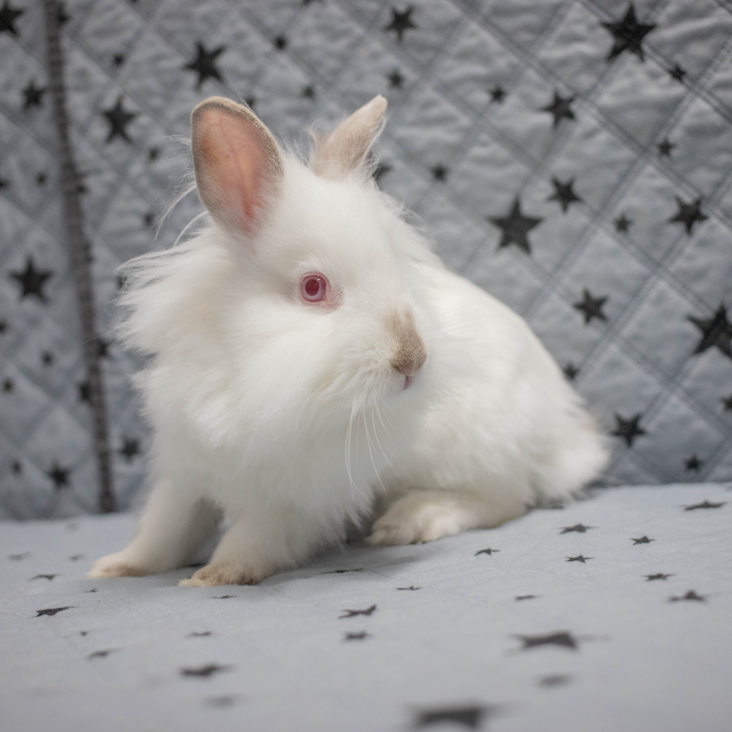 Shiro, photo 6