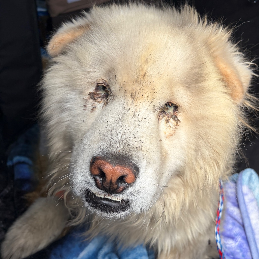 CAPTAIN CHOW MEIN - Chow Chow available for adoption