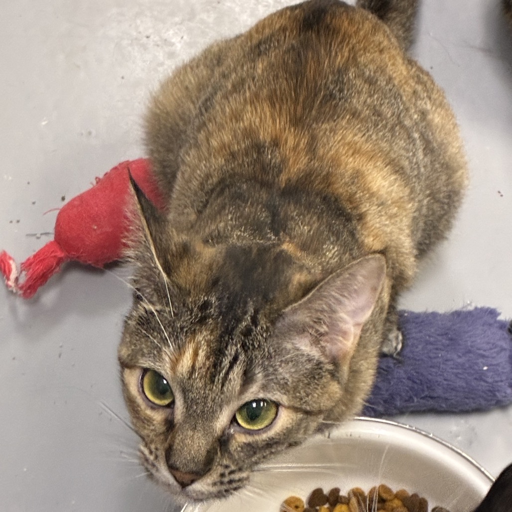 Nala, photo 4