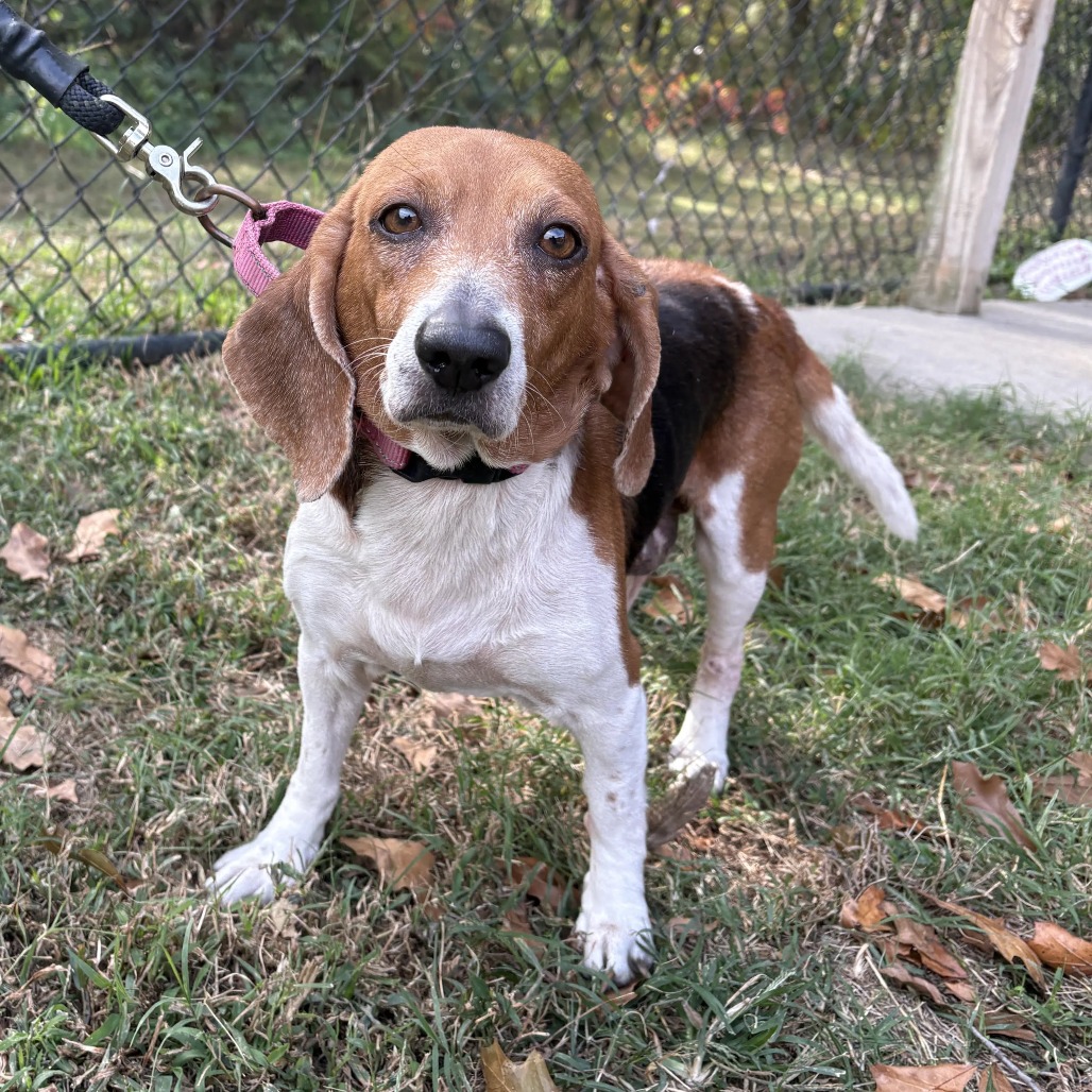 (Found) Little Ann