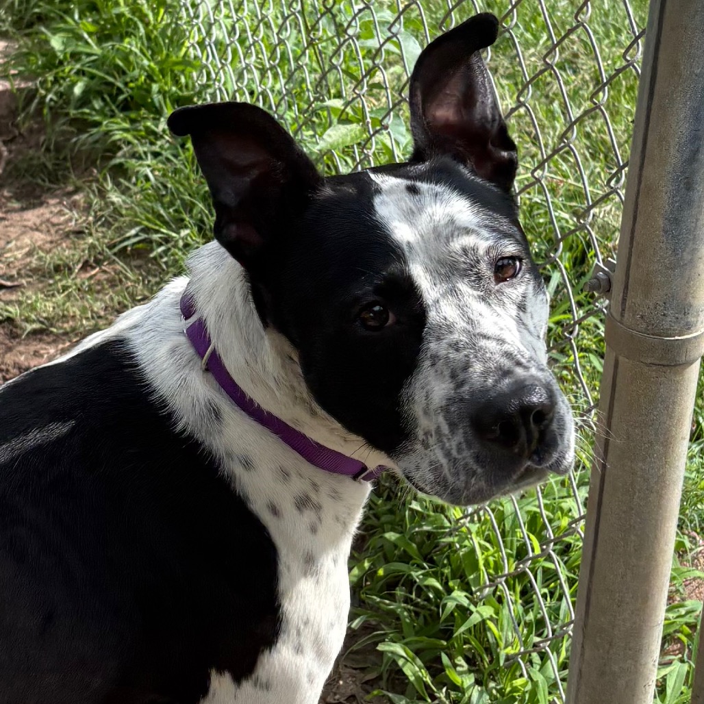 Speckles, photo 9