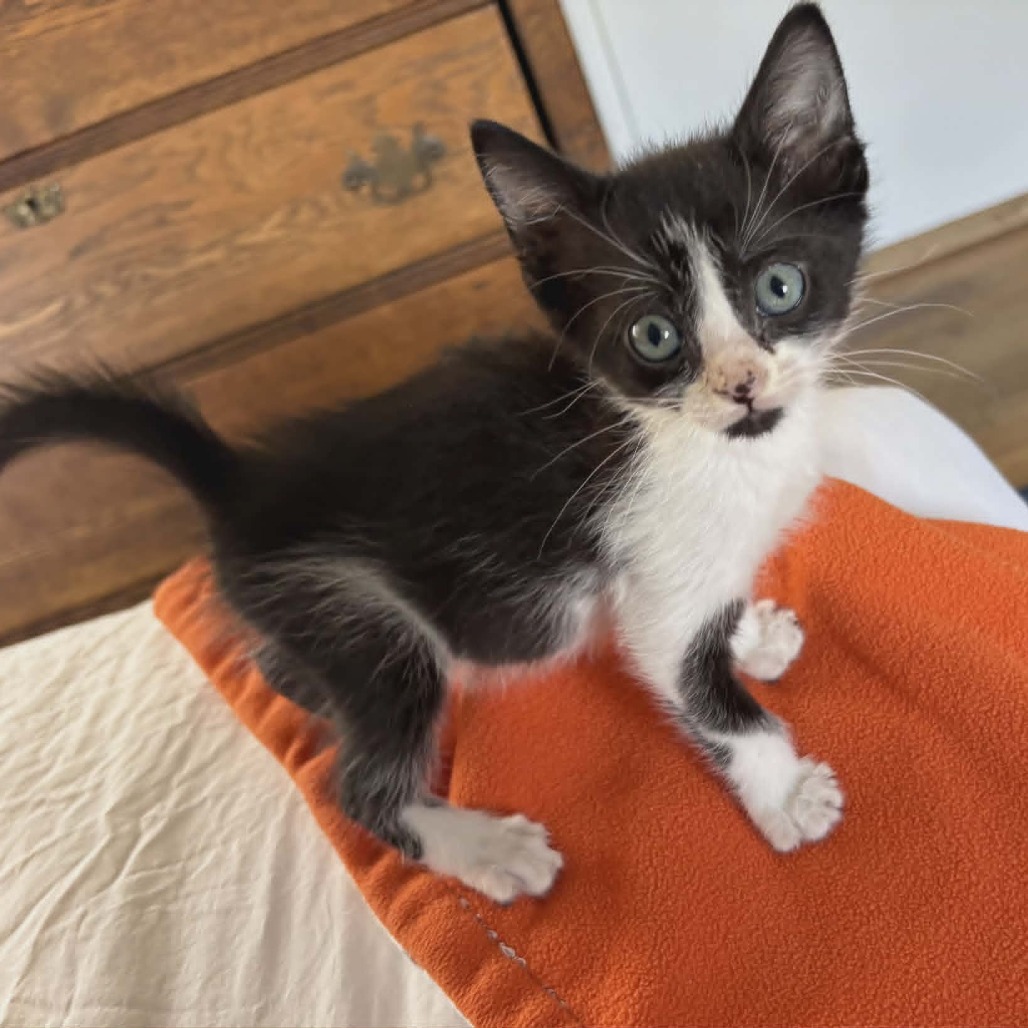 TACOMA - Domestic Shorthair for adoption in Las Cruces