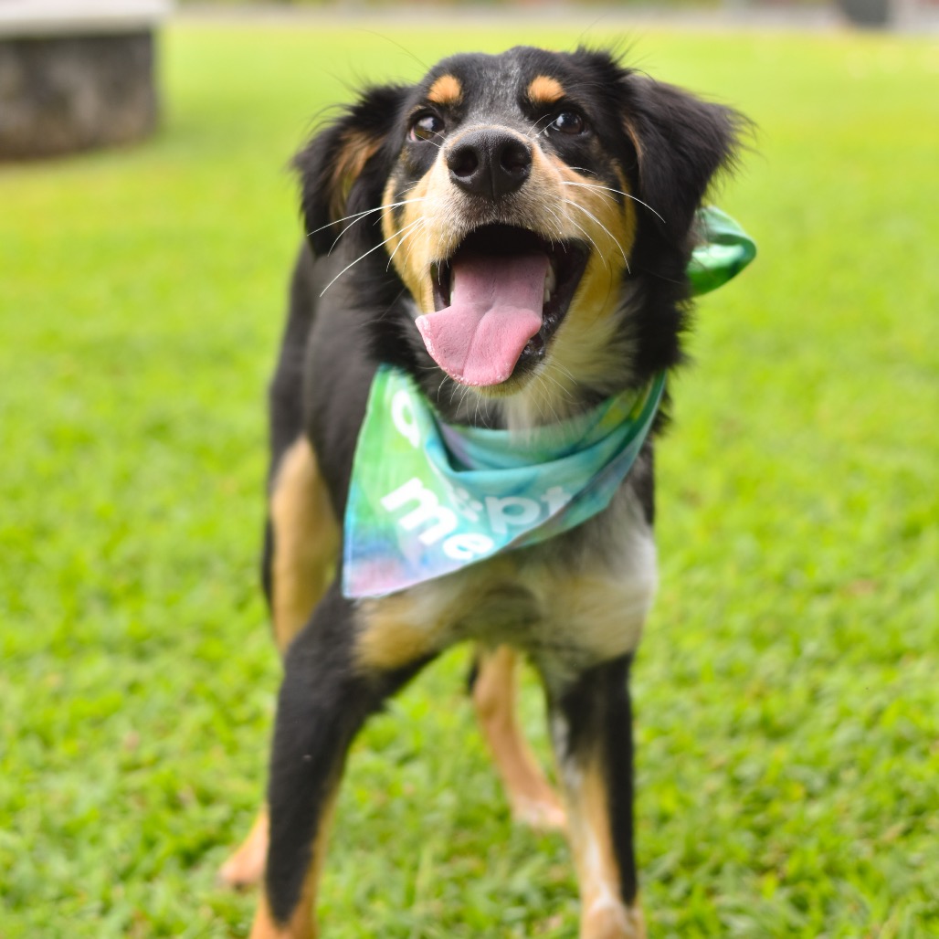 Mixed Breed