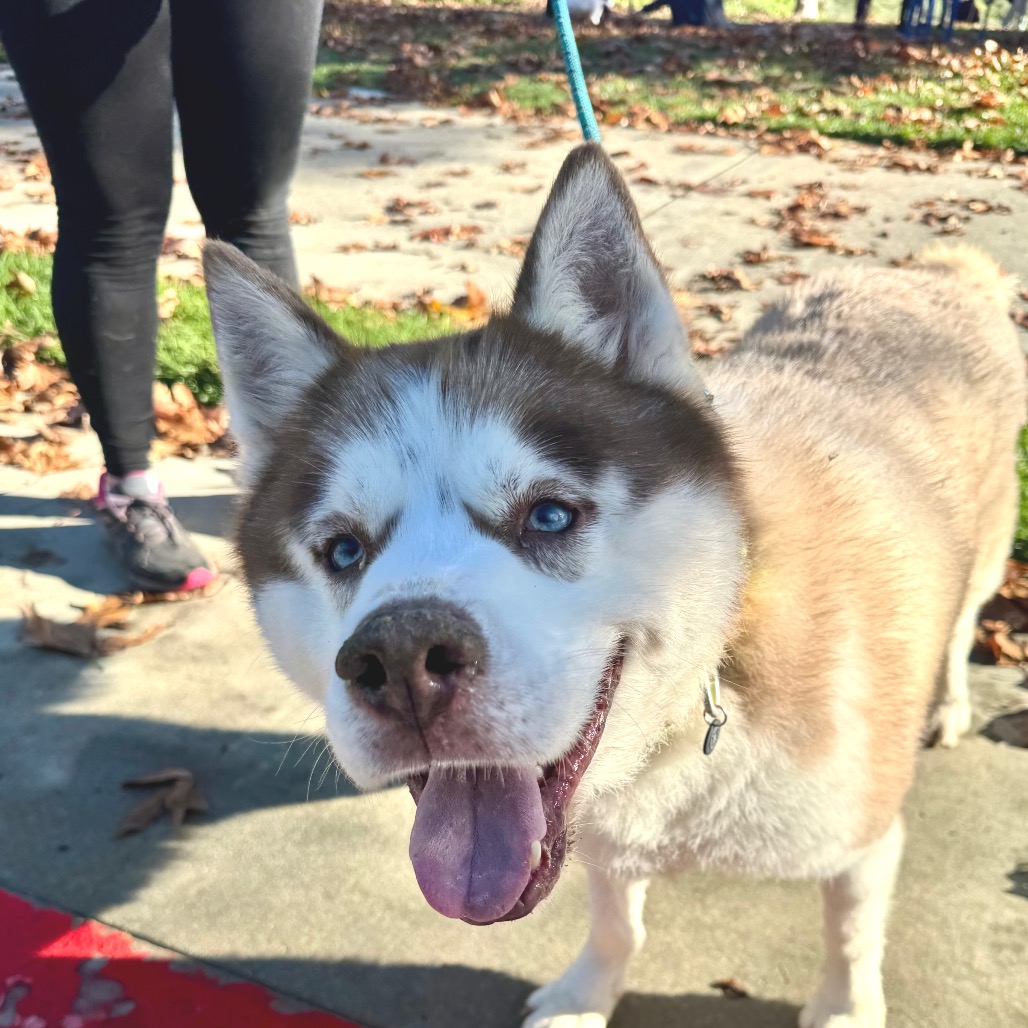 Apollo (C000-753) - Chino Hills Location, photo 17