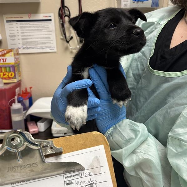 MENUDO - Mixed Breed (Medium) available for adoption