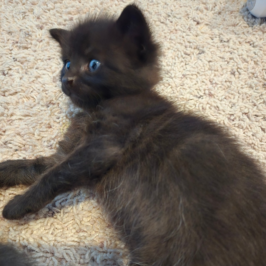 JUSTICE - Domestic Shorthair available for adoption
