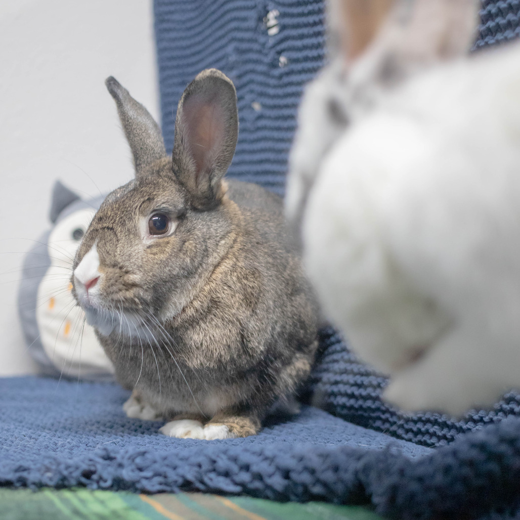 Bowie (bonded to Pippa)