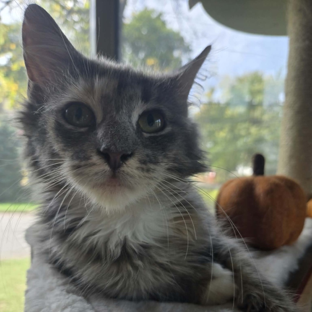 CORA - Domestic Medium Hair available for adoption