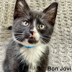 Photo of Bon Jovi