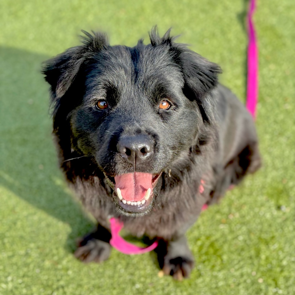 Chewbacca — thumbnail 2