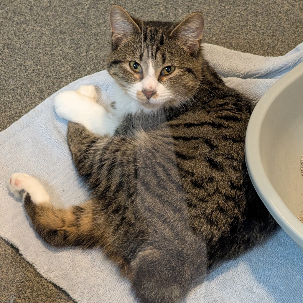 Fox Trot — thumbnail 2