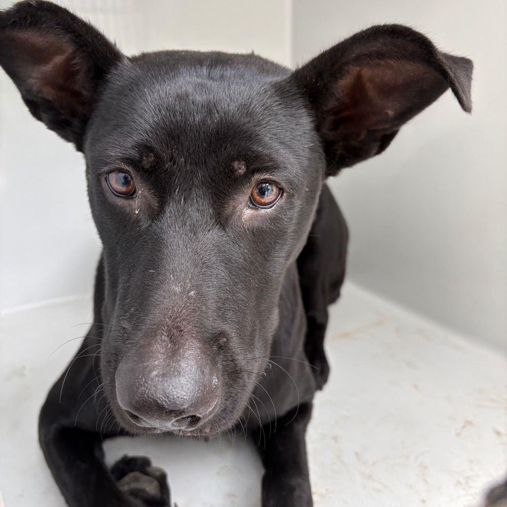 BRUCE - Retriever / Black Labrador available for adoption