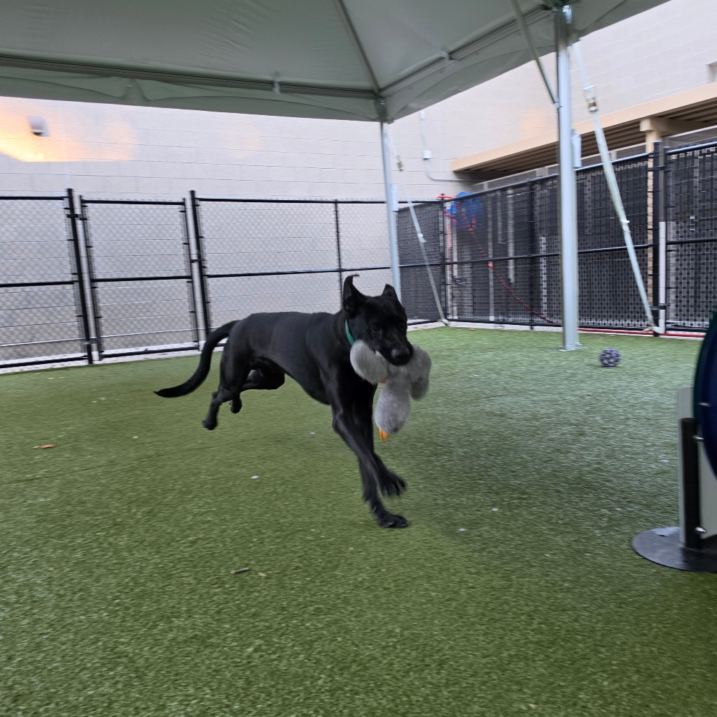 Meatball, photo 28