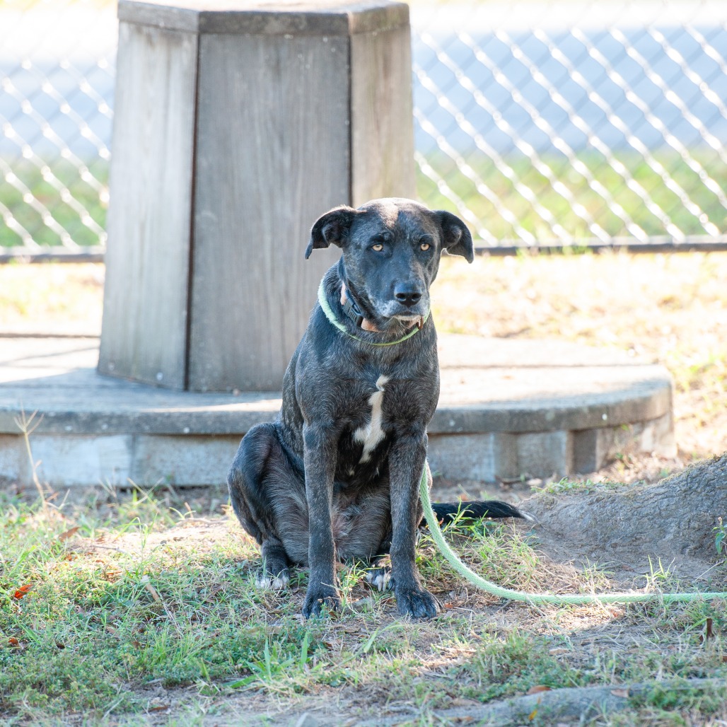 Moxie, photo 4