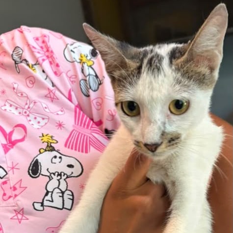TANSY - Domestic Shorthair / Mix available for adoption
