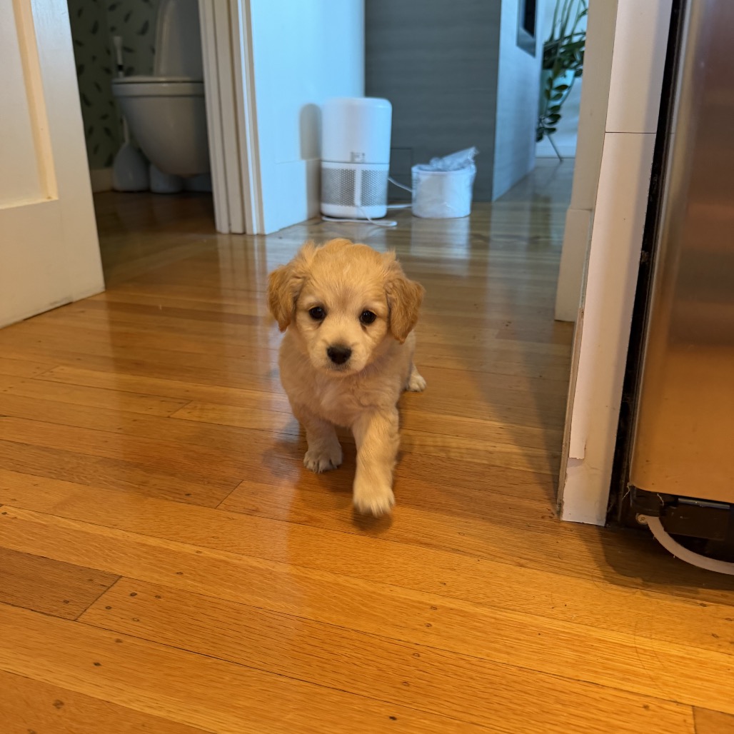 PRESLEY, photo 6