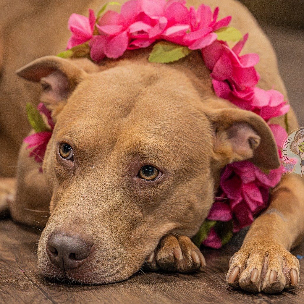 Hebe Magnolia (formerly Lil Mama), photo 2