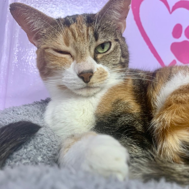 Close-up photo of Wilma