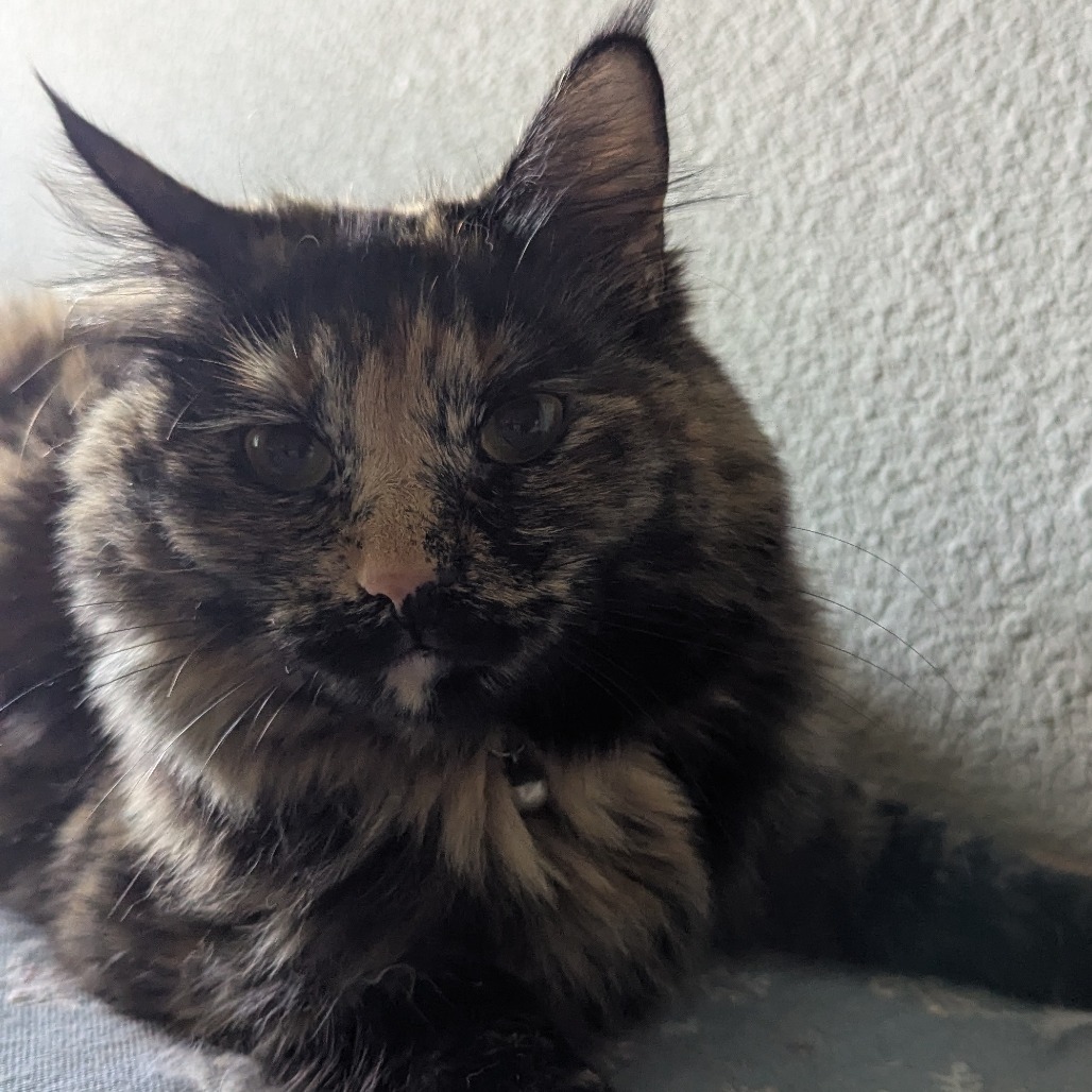 Daphne, photo 9