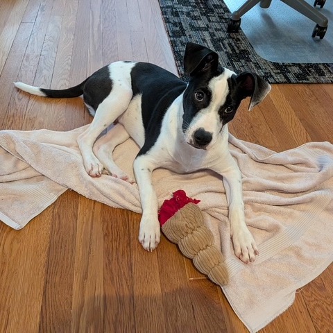 BOSTON - Terrier / American Pit Bull available for adoption