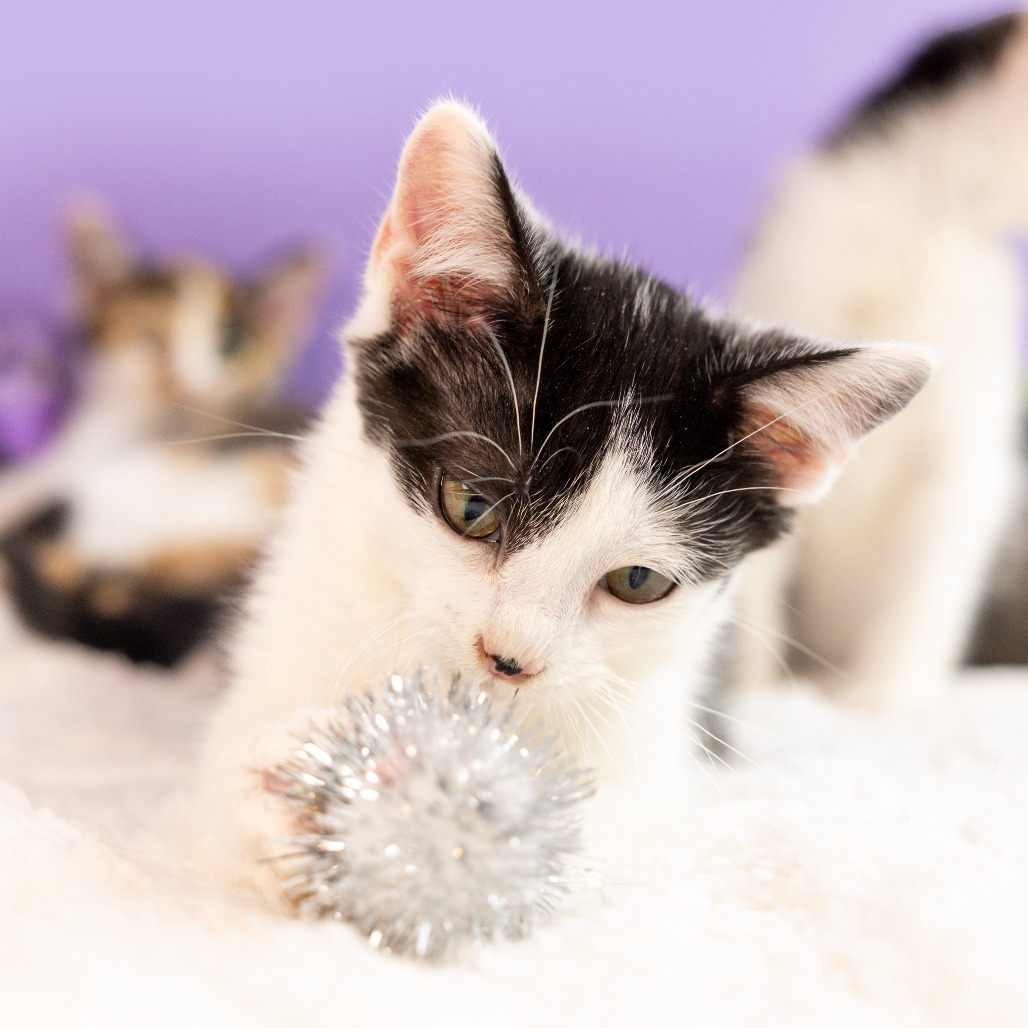 Cole — thumbnail 3