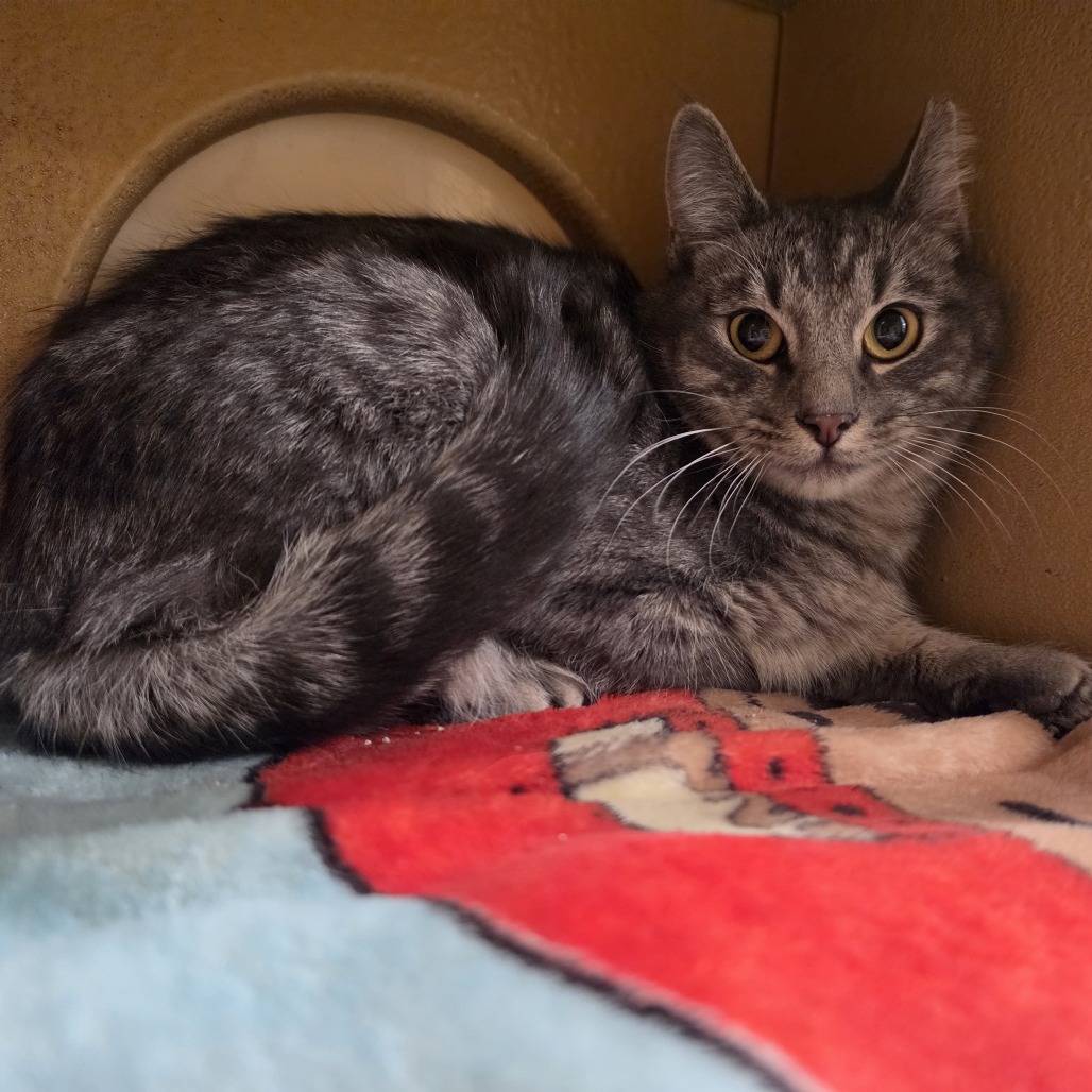 TAZ - Domestic Medium Hair available for adoption