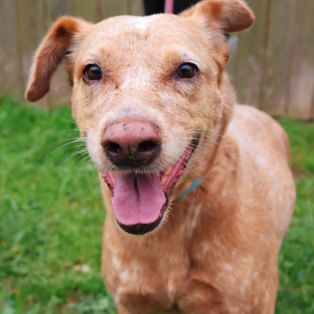 GINGER, photo 8