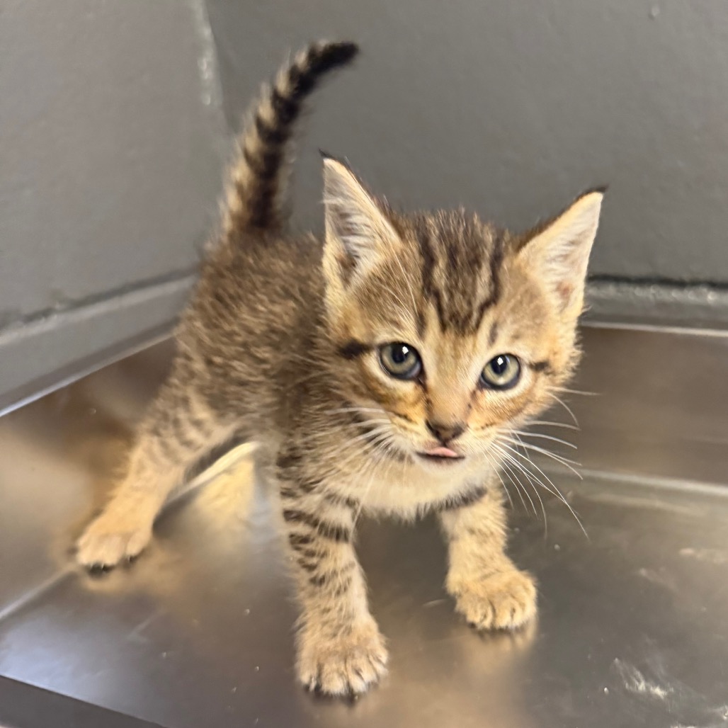 Tusc Stray 84312