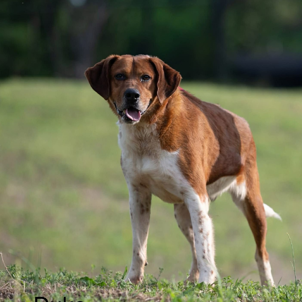 Duke