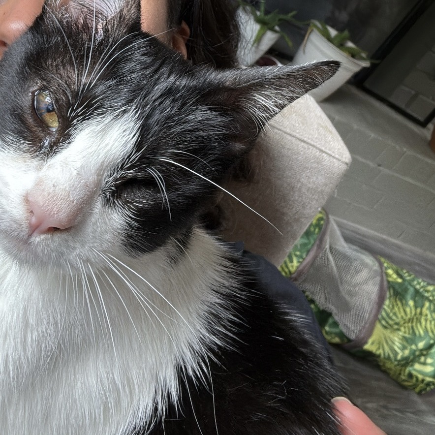 Nugget MVP — thumbnail 8