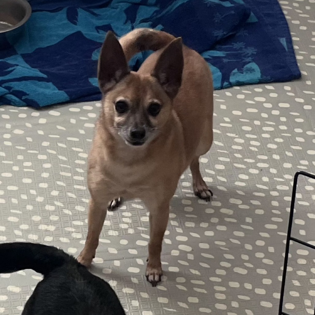 Chihuahua