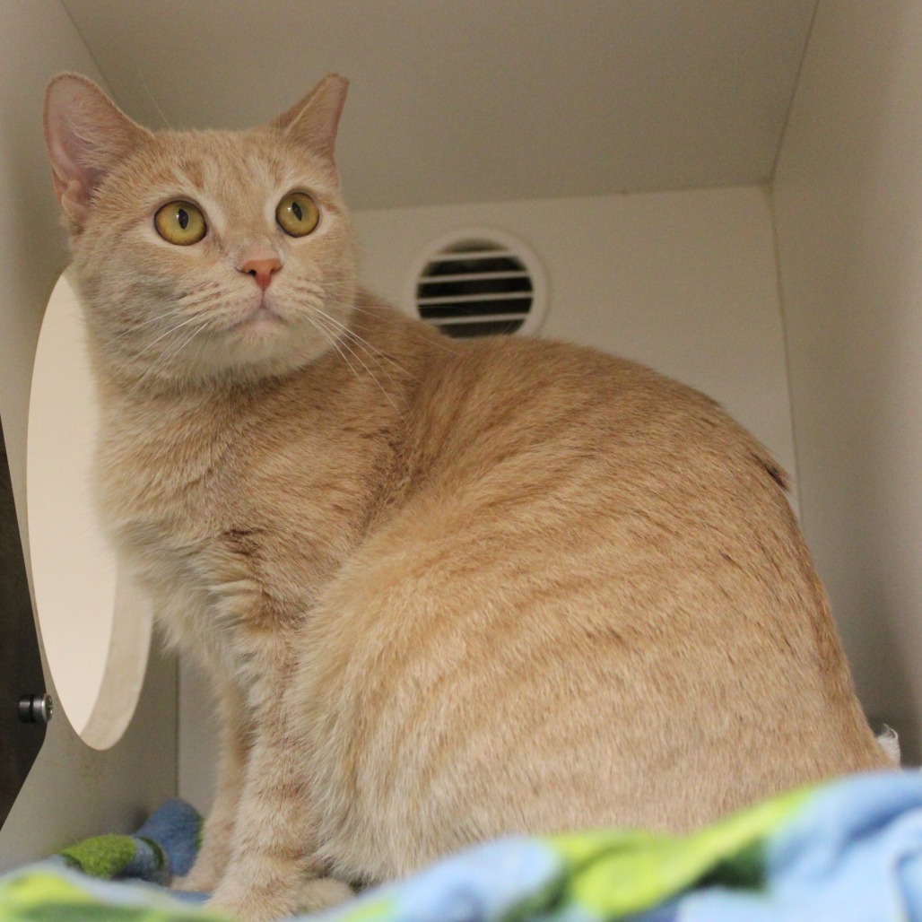 Rooibos — thumbnail 3