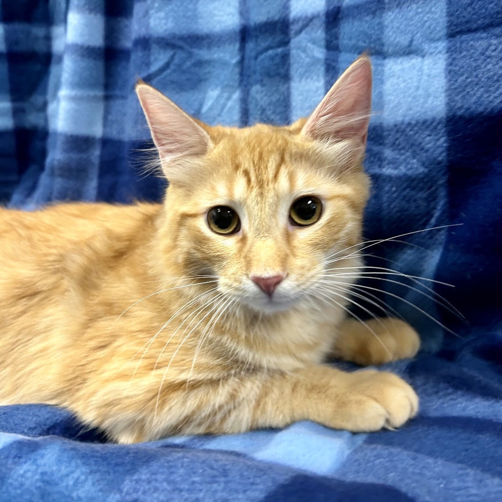 JACK - Domestic Medium Hair available for adoption