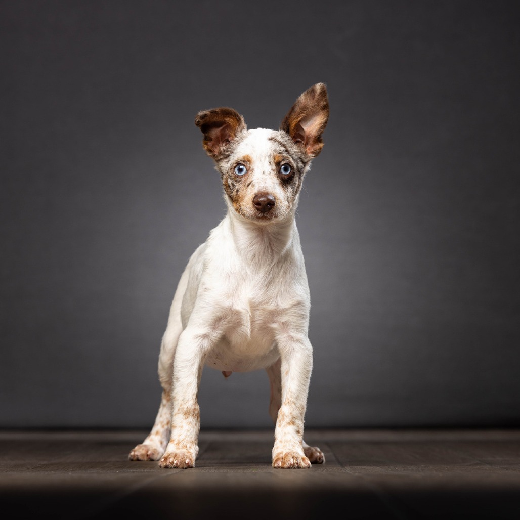 Charlie is available for adoption at Furry Friends Humane