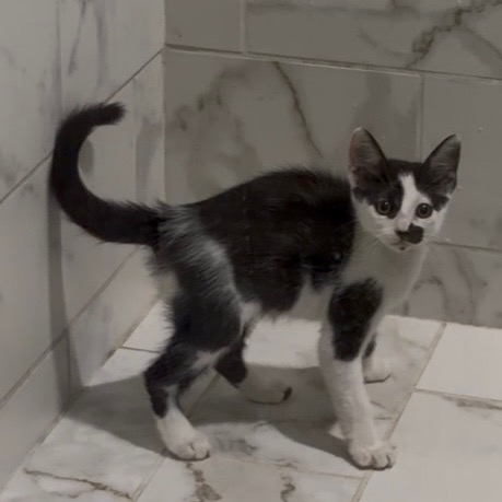 Patches - Costa Mesa Location **Available 10/29/26, photo 6