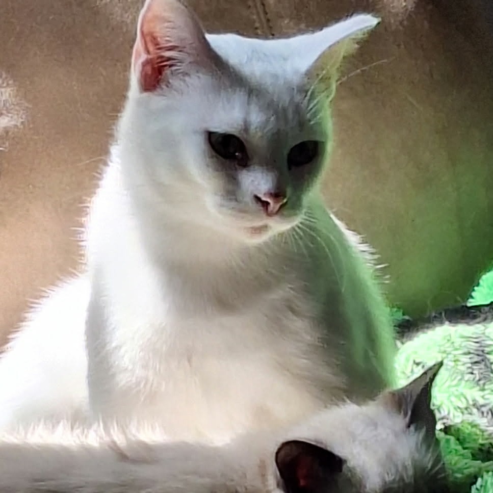 Mama