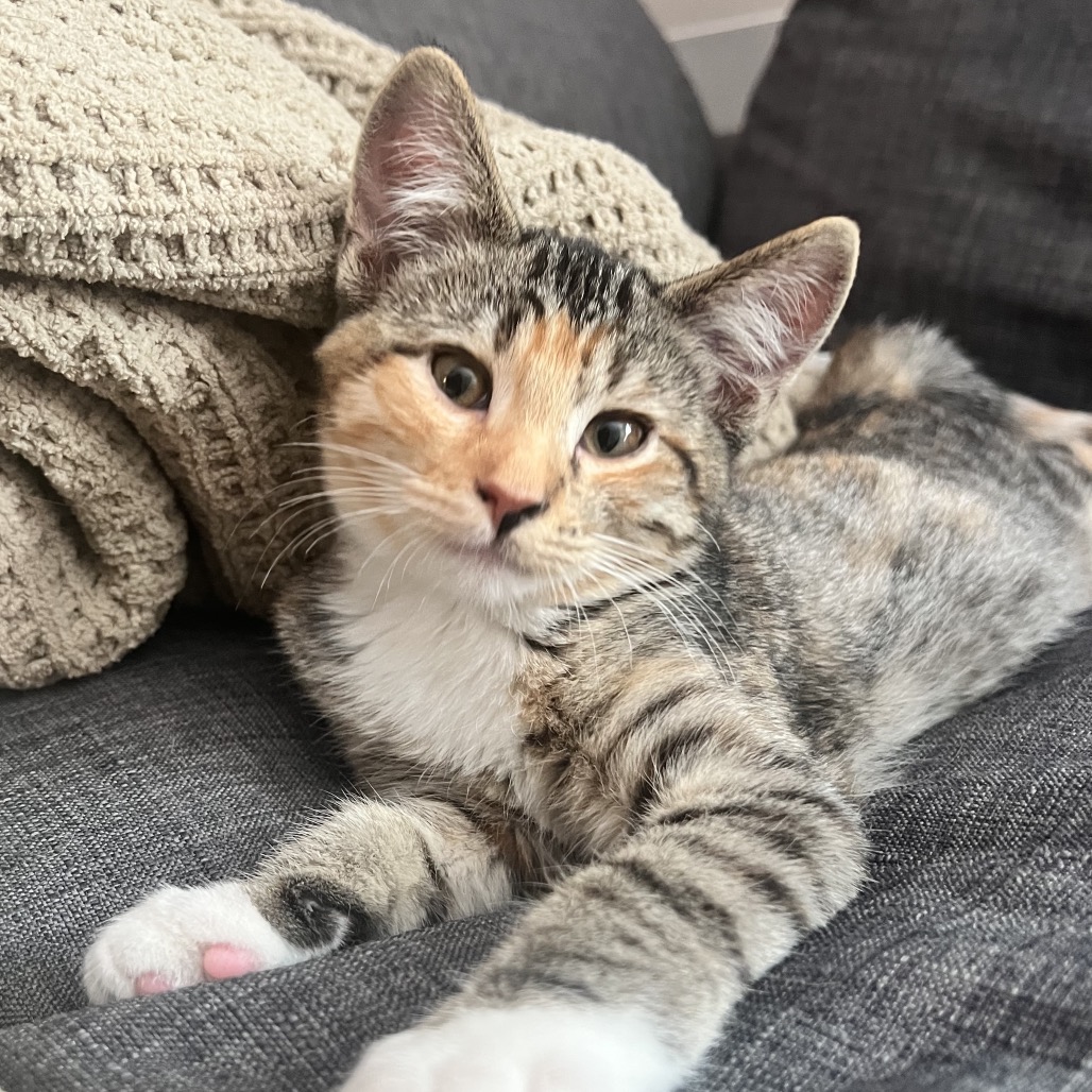 CLEMENTINE - Domestic Shorthair available for adoption