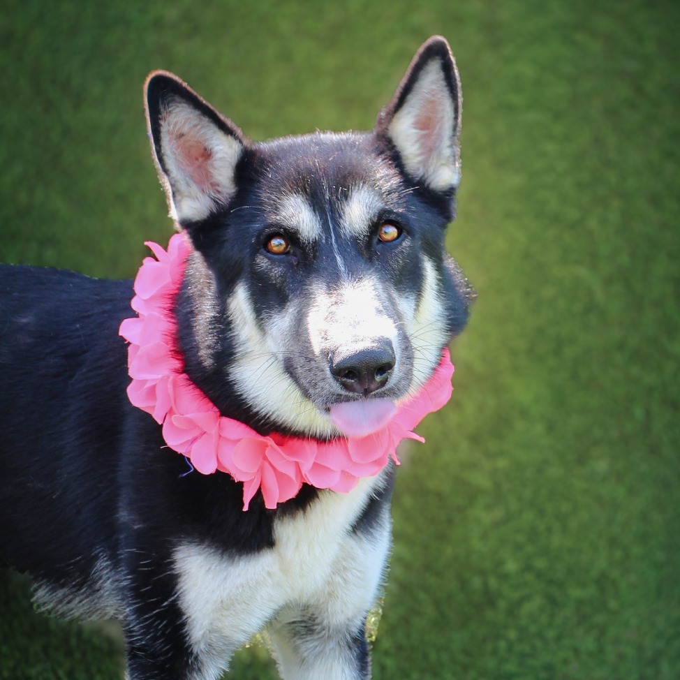 Scarlet, an adoptable dog at SPCA-BC