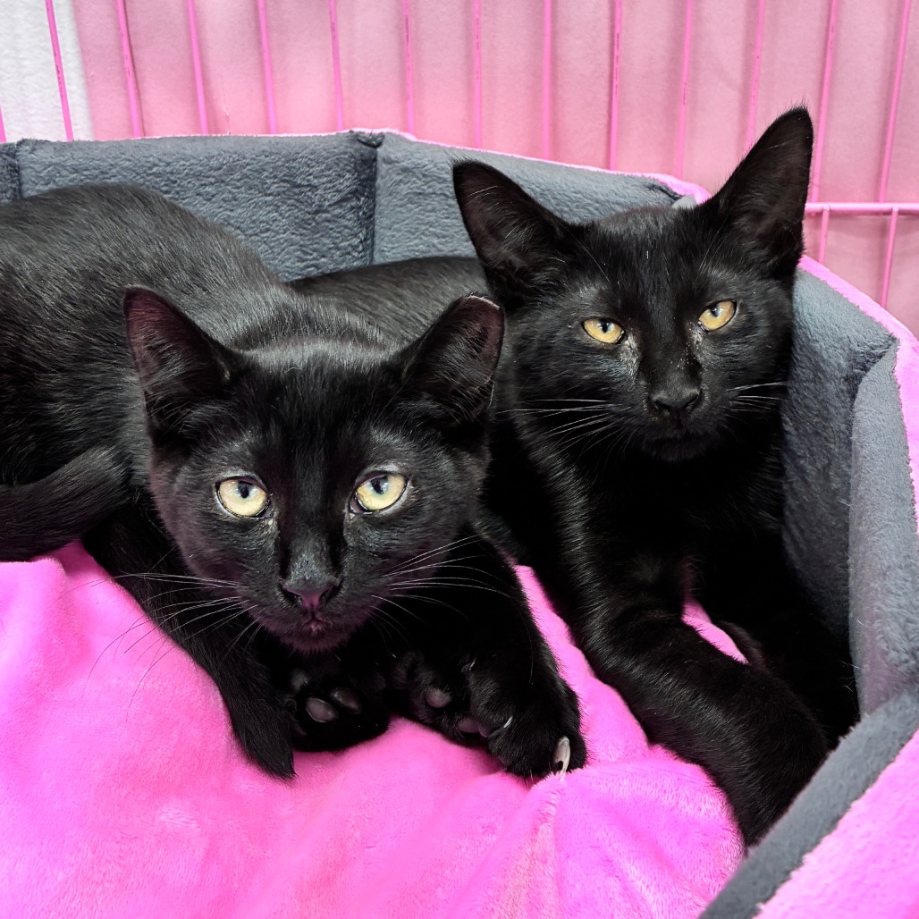 POPCORN KERNEL - Domestic Shorthair for adoption in Dayton