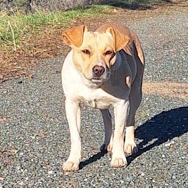  Kennel#20 Gracie's preview photo