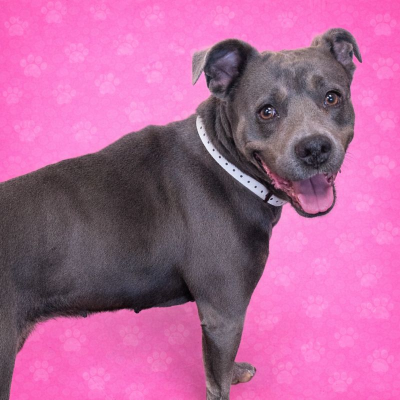 Blue Bell — thumbnail 5