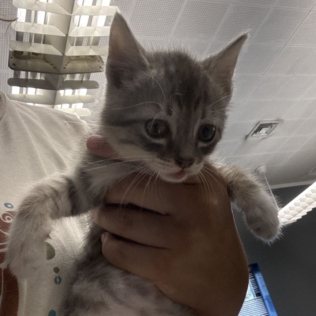 TINY - Domestic Shorthair available for adoption