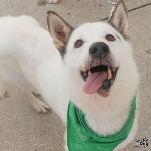 NIEVES - Husky / Mix available for adoption